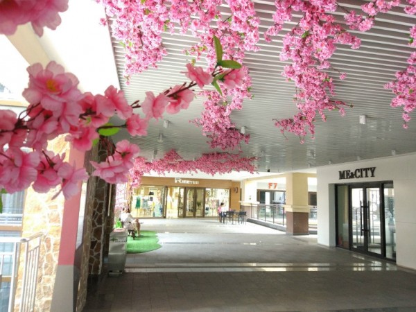棗莊頤高桃花展
